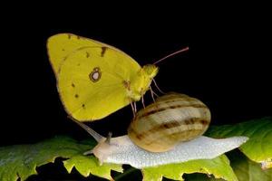 borboleta amarela em um caracol foto