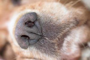 detalhe macro de nariz de cachorro close-up foto