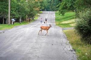 veados de cauda branca na estrada perto das casas na zona rural do estado de nova york foto