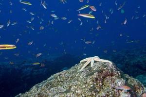 estrelas do mar em uma paisagem subaquática colorida de recife foto