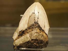 Detalhe do dente de tubarão megalodonte de 45 milhões de anos foto