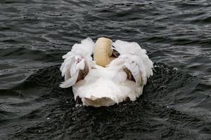 cisne nadando no rio Tamisa foto