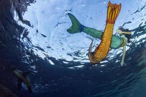 sereia nadando debaixo d'água no mar azul profundo com uma foca foto