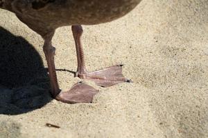 gaivota na praia de areia de nantucket detalhe da pata do oceano atlântico foto