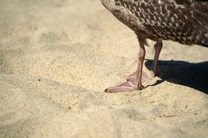 gaivota na praia de areia de nantucket detalhe da pata do oceano atlântico foto