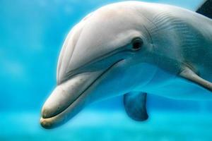 golfinho sorrindo olho fechar retrato foto