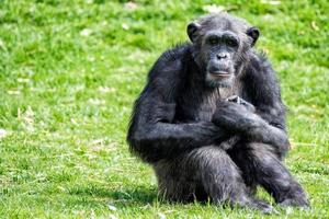 macaco chimpanzé macaco enquanto descansava foto