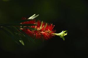 flor vermelha solitária alcança a luz foto