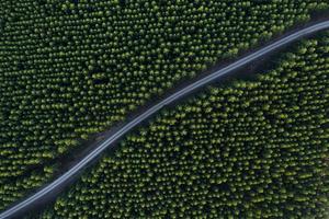 foto aérea de estrada de concreto entre árvores