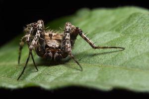 macro aranha em uma folha verde foto