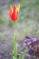 foco seletivo de uma tulipa vermelha no jardim com folhas verdes. fundo desfocado. uma flor que cresce entre a grama em um dia quente e ensolarado. primavera e Páscoa fundo natural com tulipa. foto