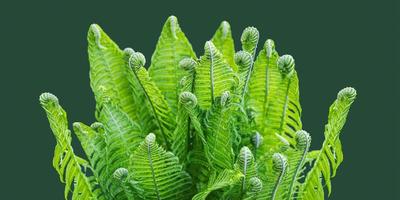 jovem arbusto verde de samambaia, polypodiophyta, com brotos desdobrados em fundo verde da moda. foto