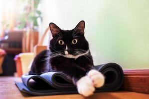 gato preto e branco está sentado no tapete de ioga dobrado na sala e olhando para a câmera com surpresa. foto