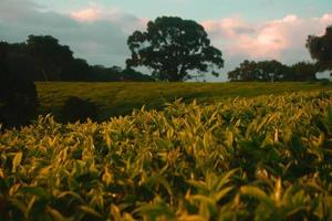 plantação de chá ao pôr do sol foto