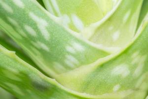 aloe vera close-up foto