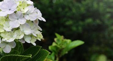 close-up de um arbusto de hortênsia branca florescendo no jardim, abstrato. foto