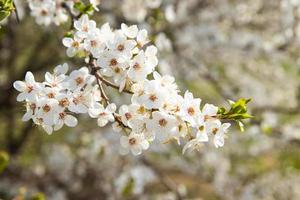 primavera florescer flores brancas. galhos de flor de cerejeira foto