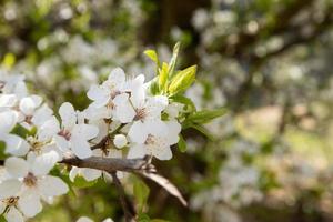 primavera florescer flores brancas. galhos de flor de cerejeira foto