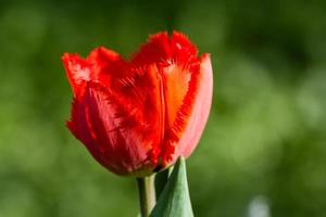 macro de tulipas vermelhas em um fundo de grama verde foto