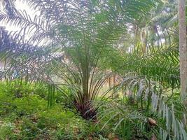 plantas verdes da natureza plantas verdes são saudáveis para o corpo humano foto