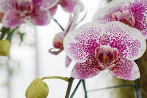 bela orquídea no jardim. conceito de decoração de plantas em casa foto