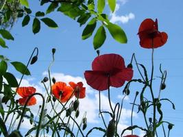 flores de papoula vermelhas com uma abelha e campos de trigo no fundo. papaver rhoeas de papoula comum foto