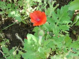 flores de papoula vermelhas com uma abelha e campos de trigo no fundo. papaver rhoeas de papoula comum foto