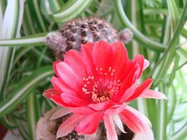 grande flor vermelha no cacto ouriço em uma panela em casa. duas flores ao mesmo tempo, florescendo planta espinhosa foto