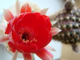 grande flor vermelha no cacto ouriço em uma panela em casa. duas flores ao mesmo tempo, florescendo planta espinhosa foto