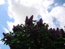ramo de flores lilás roxas, syringa vulgaris. fundo de plantas florescendo lírio contra o céu azul. foto