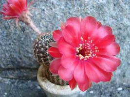 grande flor vermelha no cacto ouriço em uma panela em casa. duas flores ao mesmo tempo, florescendo planta espinhosa foto