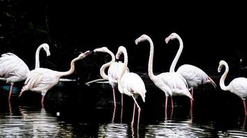 um grupo de flamingos em uma lagoa foto