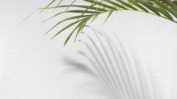 folhas de palmeira verde com sombra no fundo branco foto
