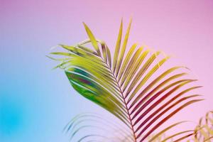 fundo colorido de folha de palmeira tropical