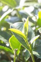 bela cena de linhas de jardim de colheita de chá verde com céu azul e nuvem, conceito de design para o fundo do produto de chá fresco, espaço de cópia. foto