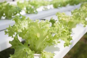 Frillice iceberg plants em uma fazenda hidropônica foto