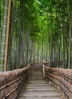 floresta de bambu em arashiyama, kyoto, japão foto