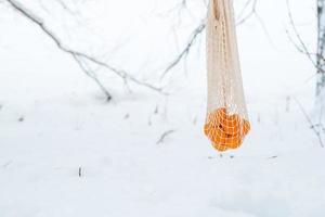 tangerinas em um saco de barbante penduradas em um galho contra o pano de fundo da neve. piquenique no inverno na floresta de inverno foto