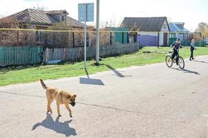 grande cão vermelho e vadio fora da cidade. cachorro olhando para a câmera foto