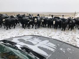 rebanho de vacas de inverno no rancho foto