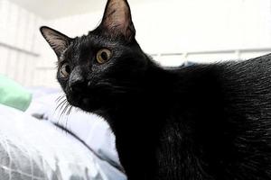 gatinho pequeno preto olha para a câmera. um jovem gato de olhos amarelos. foto