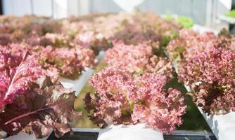 plantas de coral vermelho em uma fazenda hidropônica foto