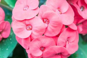 flores rosa venenosas foto