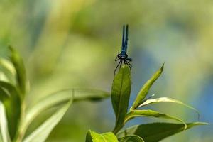 macro de libélula azul de asas abertas foto