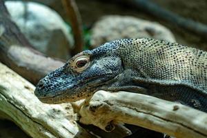 dragão de komodo fechar olho foto