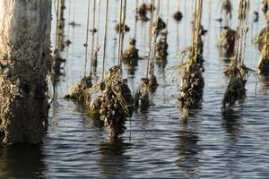 criação de mexilhões em chioggia itália foto