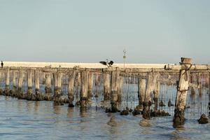 criação de mexilhões em chioggia itália foto