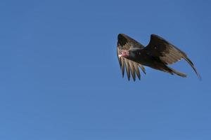 zopilote abutre urubu pássaro voando em baja california foto