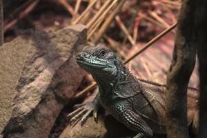 retrato de lagarto com crista weber foto