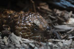 skink shingleback da austrália foto